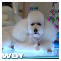 Copyright Darwin Pet Spa 2012